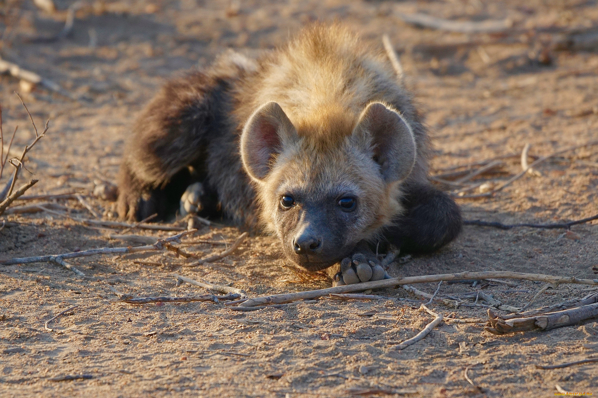 hyena, , ,   , 